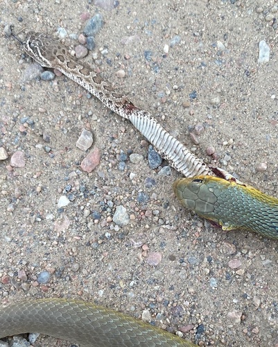 Eastern Yellow-bellied Racer photographed in Wyoming