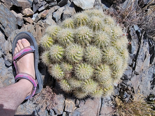 Image of Echinocereus yavapaiensis by (c) Michelle Cloud-Hughes, some rights reserved (CC BY-SA)