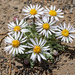 Townsendia florifera - Photo (c) Jeff Ward,  זכויות יוצרים חלקיות (CC BY-NC-SA), הועלה על ידי Jeff Ward