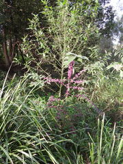 Callicarpa rubella