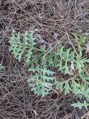 Grevillea bipinnatifida
