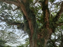 Pyrrosia adnascens