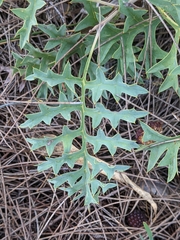 Grevillea bipinnatifida