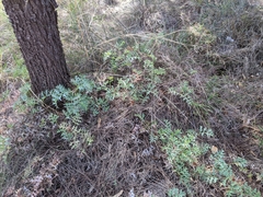 Grevillea bipinnatifida