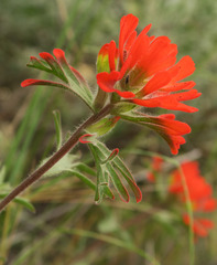 Castilleja hispida acuta