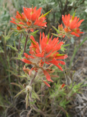 Castilleja hispida acuta
