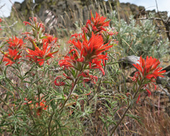 Castilleja hispida acuta