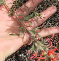 Castilleja hispida acuta