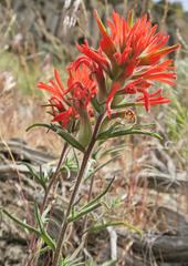 Castilleja hispida acuta