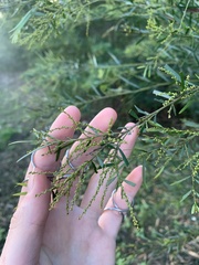 Acacia linifolia