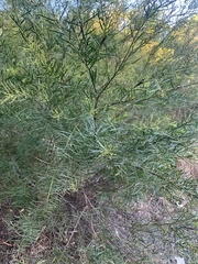 Acacia linifolia