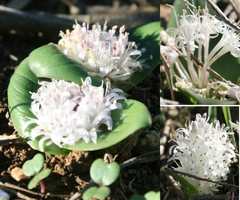 Lachenalia pygmaea