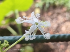 Trichosanthes cucumerina