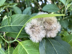 Gymnanthemum amygdalinum