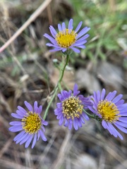 Erigeron foliosus franciscensis