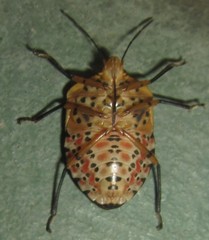 Caura rufiventris