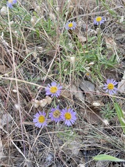 Erigeron foliosus franciscensis