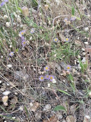 Erigeron foliosus franciscensis