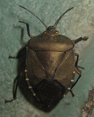 Caura rufiventris