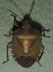 Caura rufiventris