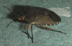 Caura rufiventris