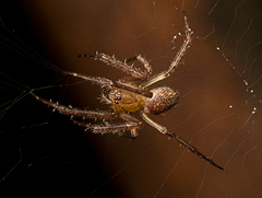 Araneus stolidus