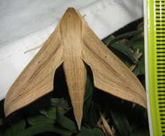 Hippotion balsaminae