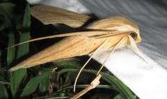 Hippotion balsaminae