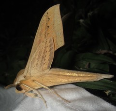 Hippotion balsaminae