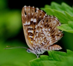 Aricoris signata