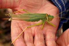 Torbia