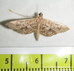 Nausinoe geometralis