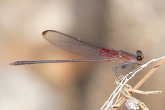 Hetaerina cruentata