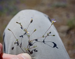 Leptosiphon bolanderi