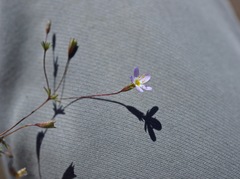 Leptosiphon bolanderi