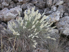 Melica persica