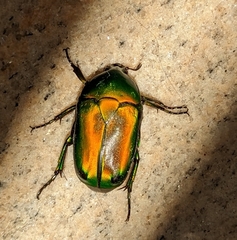 Heterorrhina elegans