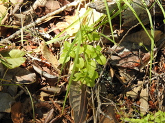 Clinopodium douglasii