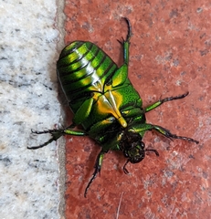 Heterorrhina elegans