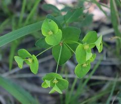 Euphorbia angulata