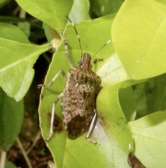Halyomorpha picus