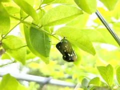 Tirumala limniace limniace