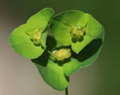 Euphorbia angulata