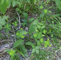 Euphorbia angulata