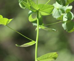 Euphorbia angulata