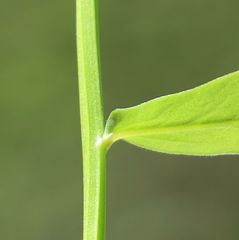 Euphorbia angulata