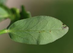 Euphorbia angulata
