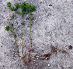 Euphorbia angulata