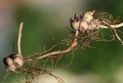 Euphorbia angulata