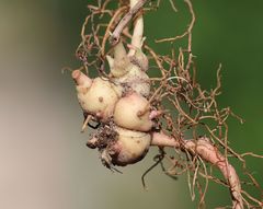 Euphorbia angulata